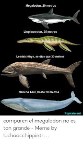 La leedsichthys est un genre éteint poisson, dont espèce type a été représentée par leedsichthys problematicus (arthur smith woodward, 1889), un poisson géant qui vivait dans les océans jurassique, 165 à il y a 155 millions d'années. 25 Best Memes About Leedsichthys Leedsichthys Memes