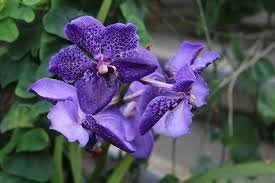 Image result for Vanda coerulea