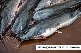 Resep Cara Bikin Umpan Ikan Lele Harian Siang Hari Dengan Tambahan Jaya Essen Tentunya Dapat Meningkatkan Performa Umpan Lebih Baik Dan Ikan Minyak Ikan Essen
