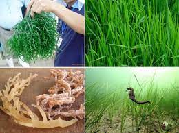 Nama negara dalam bahasa inggris lengkap beserta kebangsaannya. Istilah Rumput Laut Dan Bulu Babi Benar Atau Salah Cakrawala