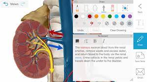 Anatomy 3d atlas allows you to study human anatomy in an easy and interactive way. Atlas De Anatomia Humana 2021 Completo 3d Cuerpo Humano Pagado Apk 2021 1 68 Vip Apk