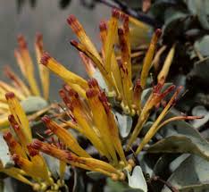 Image result for Agelanthus