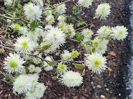 Image result for Hamamelidaceae