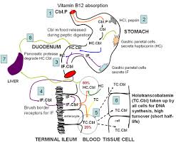 B12 Absorption Graphic Vitamins Vitamin B12 Nutrition