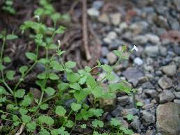 Image result for Vandellia subracemosa