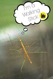 Walking Stick Insect Creative Cain Cabin Thanks, thank you, sticking around, stick insect, bug, invert, invertebrate, walking stick, illustrated, watercolour style, cute, cartoon, pun, funny, love, spouse. walking stick insect creative cain cabin