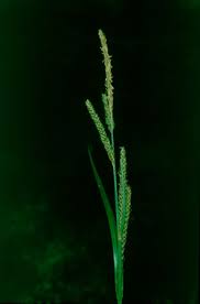 Image result for Carex runssoroensis