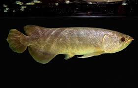 Stunning New Species Of Arowana News Practical Fishkeeping Dragon Fish Species Fish Tales