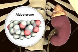 Image result for Aldosterone