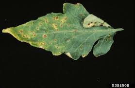Image result for tomato seedling xanthomonas vesicatoria