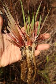 Image result for Xyris peteri