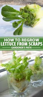 The lettuce itself grows in a rather tall head of thick, durable leaves, with a solid rib down the middle of each leaf. How To Regrow Lettuce From Scraps Gardener S Path