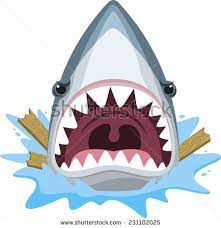Shark Attack Jaw Teeth Mad Furious Vector Illustration Cartoon Shark Drawing Shark Pictures Cartoon Fish