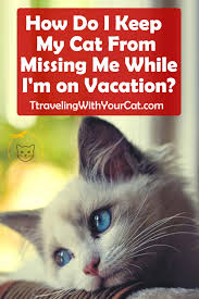 For pets suffering from cat separation anxiety, creating a more diverting environment can help to keep your pet mentally stimulated (and distracted. How Do I Keep My Cat From Missing Me While I M On Vacation Traveling With Your Cat