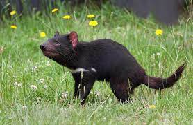 Tasmanya canavarı (sarcophilus harrisii) veya tasmanya şeytanı, bir yırtıcı keseli familyası olan keseli sansargiller'den (dasyuridae) bir hayvan türü. Tasmanya Canavari Vikipedi
