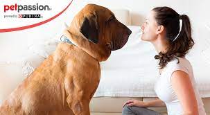 Ecco le 30 razze ideali capita raramente che prendere un cane si riveli una scelta sbagliata, ma qualche volta avrete bisogno di essere pignoli sul tipo esatto di compagno che condividerà con voi la vostra privacy. Migliori Razze Di Cani Da Appartamento Petpassion