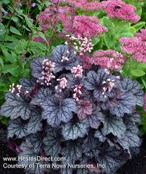 Heuchera Frost A Mini Coral Bell With Frosted Silvery Dark Green Leaves Purple Undersides Mit Bildern Winterharte Stauden Winterharte Pflanzen Garten Garten Bepflanzen