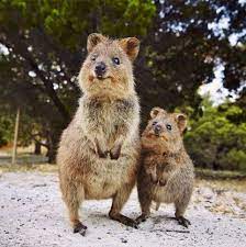 Australia The Most Popular Country On Instagram Cute Animals Weird Animals Animals