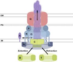 Yong sl & partners, cheras. Piln Binding Modulates The Structure And Binding Partners Of The Pseudomonas Aeruginosa Type Iva Pilus Protein Pilm Journal Of Biological Chemistry