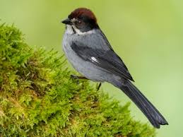 Image result for Schizostephanus alatus