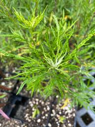 Image result for Bergia salaria