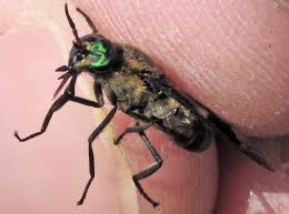 We did not find results for: Chrysops Excitans Wikipedia
