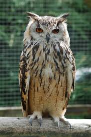 Image result for bubo bubo