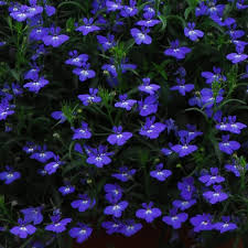 Image result for lobelia combine composition