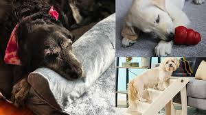 Maybe you would like to learn more about one of these? 15 Things Every Dog Owner Needs From Chewy