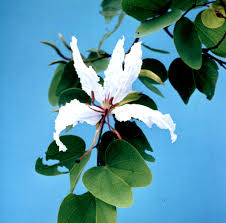Image result for Bauhinia petersiana