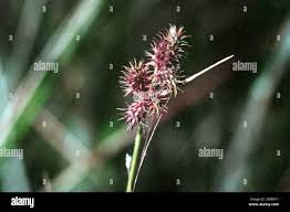 Image result for Fuirena pachyrrhiza