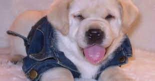 Chocolate labrador puppies for sale in southern california. Labrador Puppies For Sale Lab Puppies Southern California