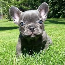 French Bulldog Black And Blue Eyes Silver Blue French Bulldog Puppy Bulldog Puppies French Bulldog Blue Bulldog