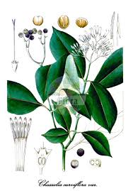 Image result for Chassalia parvifolia