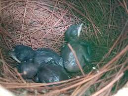 Black robin/chatham island robin conservation adaptations, habitat and conservation what what has don merton done is that the have moved black robin eggs that old blue layed into tomtits nest. Navi Mumbai Oriental Magpie Hatches Three Chicks In Sparrow House Activists Elated Navi Mumbai News Times Of India