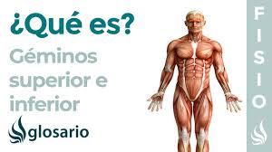 Nearer to or at the back of the body. Musculos Geminos Superior E Inferior Que Es Ubicacion Origen Insercion Inervacion Y Funcion Youtube