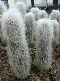 O describe two ways cacti gather water. Cephalocereus Senilis Wikipedia
