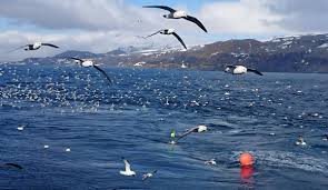 Every second month the station gets supplies by plane. The Cod Spawns At Jan Mayen Institute Of Marine Research