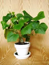 Image result for Coccinia subglabra