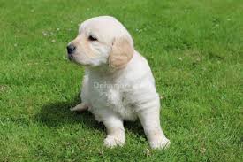 We did not find results for: Golden Retriever Puppies For Sale Dohamark