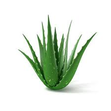 Bir aloe vera bitkisine bakmak temel prensipleri bildikten sonra kolaydır. Creative Farmer Aloe Vera Ghrita Kumari Medicinal Live Plant Gifiting Green Gifit Pack Amazon In Garden Outdoors