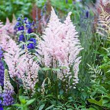 Astilbe Europa New 3 Plants Etsy Plants Astilbe Bouquet Astilbe