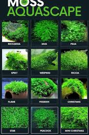 Aqua Scaping Panosundaki Pin