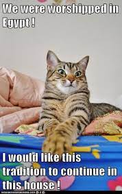 We Were Worshipped In Egypt Funny Cat Memes Funny Cats Funny Cat Pictures
