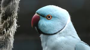 Der papagei kommt in allen größen, farben und formen vor. Indian Ring Neck Parrot Kostenloses Stock Bild Public Domain Pictures