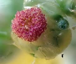 Image result for Pseudognaphalium luteo-album