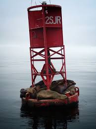Red Buoy W Sea Lions Red Ocean Buoys Ocean Safety