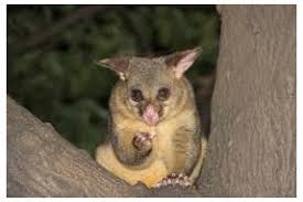 Přírodovědná dokumentární mini série záchranáři divokých zvířat: Fauna Noveho Zelandu Visitkiwi Cz