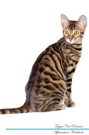Check spelling or type a new query. Buy Toyger Cat Affirmations Workbook Toyger Cat Presents Positive And Loving Affirmations Workbook Includes Mentoring Questions Guidance Supporting You Book Online At Low Prices In India Toyger Cat Affirmations Workbook Toyger
