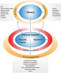 A new study has found that hypertension can double the risk of death in. Frontiers The Impact Of Obesity And Lifestyle On The Immune System And Susceptibility To Infections Such As Covid 19 Nutrition